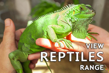 Reptiles