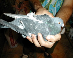 Injured pigeon